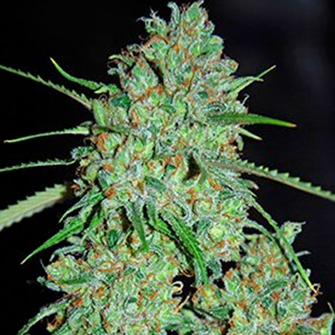 White Critical - Feminized - G13 Labs Seeds