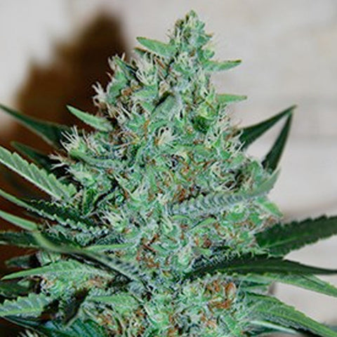 White Lavender - Feminized - G13 Labs Seeds