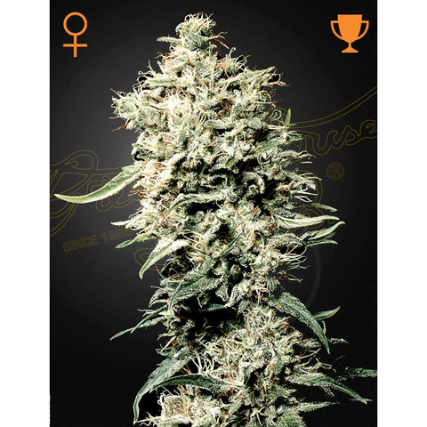 White Rhino - Feminzed - Green House Seeds