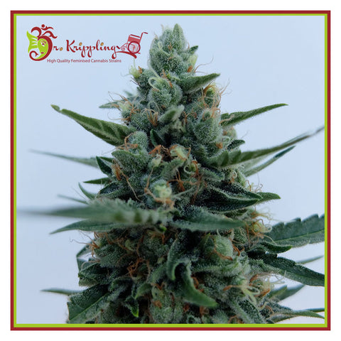 White Rush Auto - Feminzed & Autoflowering - Dr Krippling Seeds
