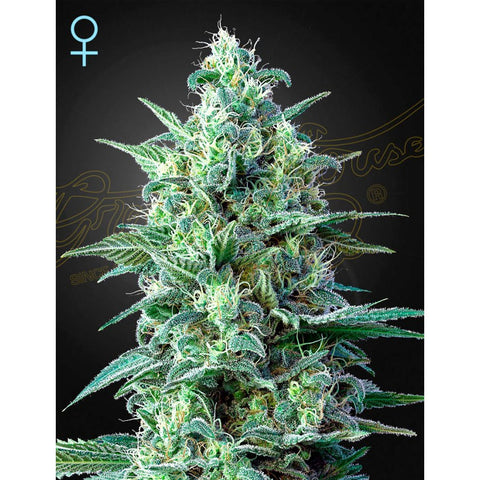 White Widow Auto CBD - Feminzed - Green House Seeds