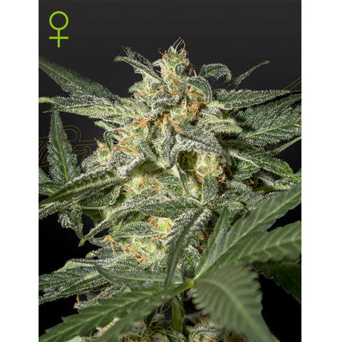White Widow Auto - Feminzed - Green House Seeds