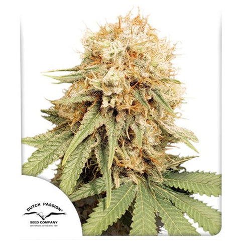 White Widow - Feminzed - Dutch Passion Seeds