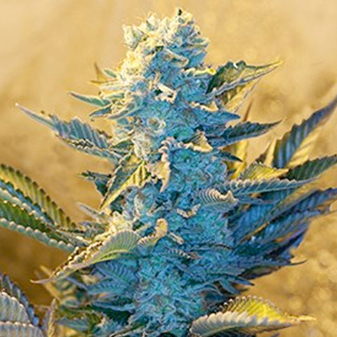 White Widow - Feminized - G13 Labs Seeds