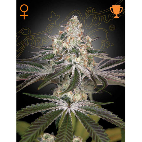 White Widow - Feminzed - Green House Seeds