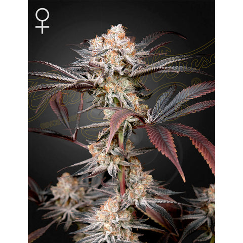 Wonder Pie - Feminzed - Green House Seeds