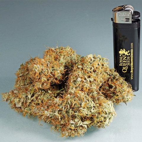 Amnesia Haze - Feminized & Autoflowering - Royal Queen Seeds