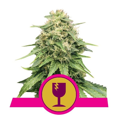 Critical - Feminized - Royal Queen Seeds