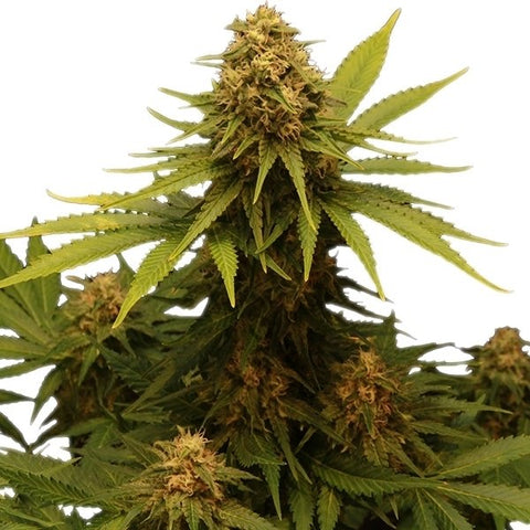 Critical - Feminized - Royal Queen Seeds