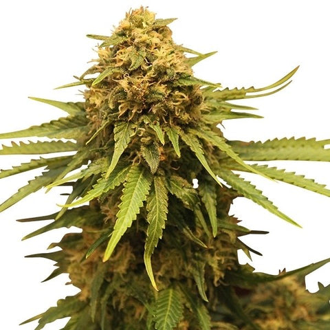 Critical - Feminized - Royal Queen Seeds