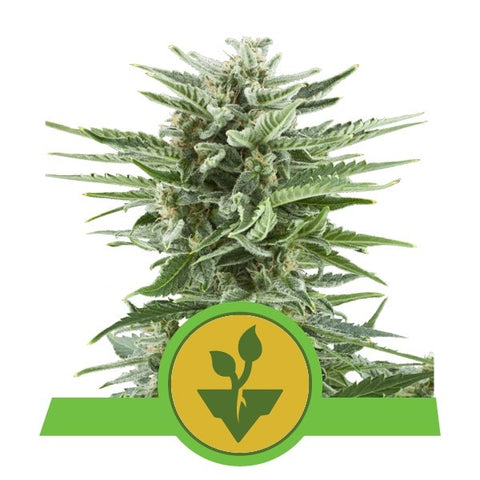 Easy Bud - Feminized & Autoflowering - Royal Queen Seeds