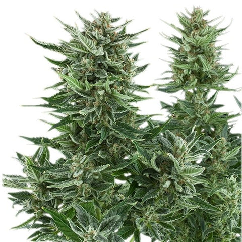 Easy Bud - Feminized & Autoflowering - Royal Queen Seeds