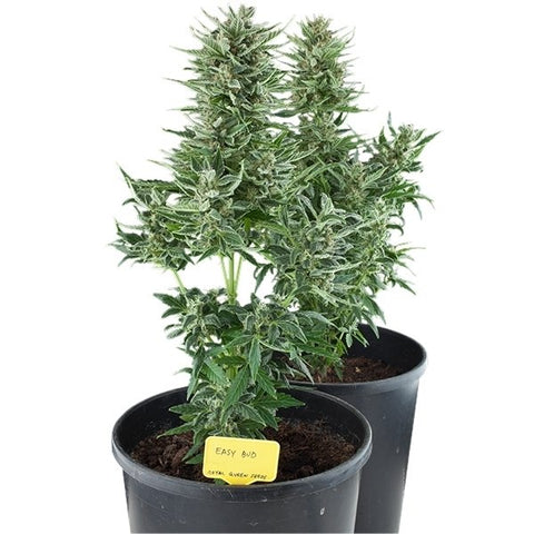 Easy Bud - Feminized & Autoflowering - Royal Queen Seeds