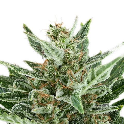Easy Bud - Feminized & Autoflowering - Royal Queen Seeds