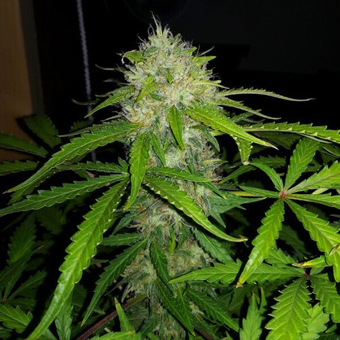 Royal Dwarf - Feminized & Autoflowering - Royal Queen Seeds