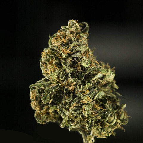 Royal Dwarf - Feminized & Autoflowering - Royal Queen Seeds