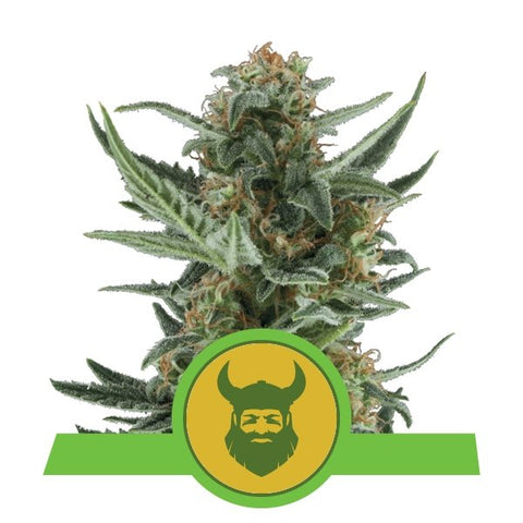 Royal Dwarf - Feminized & Autoflowering - Royal Queen Seeds